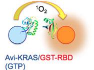 Drug-screening-targeting-KRAS-thumbnail.jpg