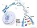 DNA-structure-enlarge.jpg